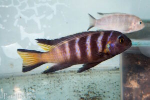 Metriaclima melissa 'Chirwa'